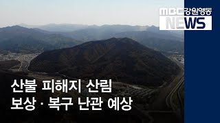 [뉴스리포트]산불 피해 산림 복구, 보상 난관 예상190712