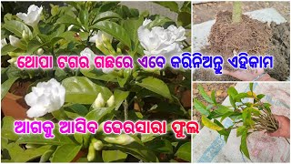 ଥୋପା ଟଗର ଗଛରେ କରିନିଅନ୍ତୁ ଏହିକାମ ଆଗକୁ ପାଇବେ ଢେରସାରା ଫୁଲ #ଟଗରଗଛରଯତ୍ନ #chandniplantcaretips #2024