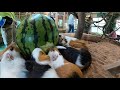 不器用なモルモット達の、スイカかじりが愛おしい。guinea pig eat watermelon