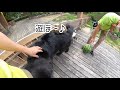 不器用なモルモット達の、スイカかじりが愛おしい。guinea pig eat watermelon