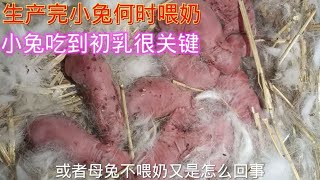 生完小兔何时喂奶，遇到母兔没奶或奶水少怎么办？切记吃到初乳