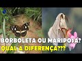 VOCÊ SABE QUAL A DIFERENÇA ENTRE BORBOLETAS E MARIPOSAS?