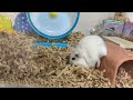 🐹なんかハムスターが逆立ちしてるんやが…ｗ