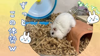 🐹なんかハムスターが逆立ちしてるんやが…ｗ