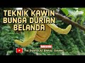 Teknik Kawin Bunga Durian Belanda ❗❗❗ #2️⃣2️⃣