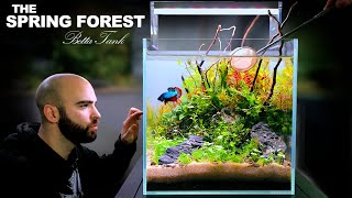 The Spring Forest: 30cm BETTA FISH Ecosystem Cube (NO FILTER, DIRTED, Aquascape Tutorial)