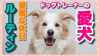 【犬　ルーティン】ドッグトレーナーの愛犬ボーダーコリーの休日ルーティーン♡