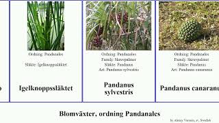 Blomväxter, ordning Pandanales angiosperms sylvestris humilis Pandanus igelknopp Gyttrad Flotagräs