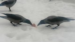 Вороны. Завтрак в тумане / Hooded crows. Breakfast on a foggy morning