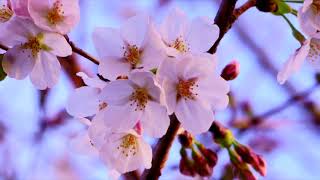 Full HD サイズ静止画集　富士山南麓の桜