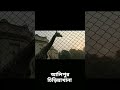 alipur chidiya khana giraffe short kolkata