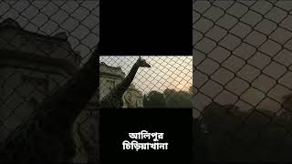 Alipur Chidiya Khana giraffe#Short #kolkata