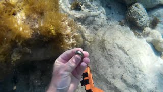 Gold Ring, Deteknix Scuba Tector, (Metal Detecting)  South West Australia