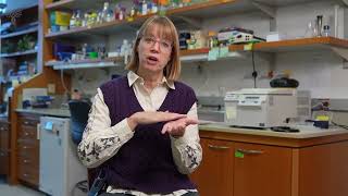 Mapping the Aged Ovary: How the Gerton Lab Used Spatial Transcriptomics