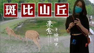 被梅花鹿簇擁的一天｜宜蘭斑比山丘 ｜人均消費約NTD350元｜Cheir小茄子