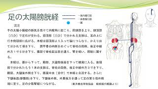 【経絡経穴を覚えよう】足の太陽膀胱経 流注 暗記用