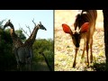 Makalali Game Lodge