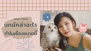 ความโหดเหี้ยมของนักล่าตัวกระปุ๊กลุก ต้าวก้อน Snowy Franc เป็นนักล่าจริงๆหรอ !?