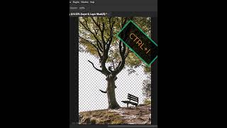 How to remove trees background using channels in photoshop 2022