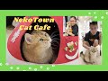 Nekotown Cat Cafe Singapore: The Cutest Place To Watch Cats Play