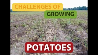 Challenges of growing potatoes