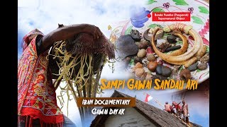 🎥 Adat Iban - leka Sampi Gawai Sandau Ari  #IbanDocumentary #Dayak