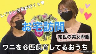 【絶世の美女降臨】レプキン店長が行くぅ♥ワニ6匹飼育してるおうち【お宅訪問】