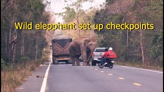 ช้างป่าตั้งด่านลอย ตรวจรถบรรทุกอ้อย ท่าตะเกียบ,Wild elephants set up checkpoints , sugar cane trucks