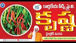 🌶️🌶️కార్తికేయ సీడ్స్ వారి క్రిష్ణ 🌶️🌶️ / Kartikeyaseeds Krishna #chilli #krishna