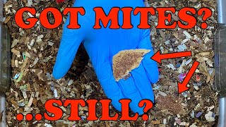 How to Estimate The Number of Mites In Your Worm Bin & What to Do Or Not Do About Them! Vermicompost