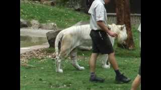 Mohan the white Bengal Tiger