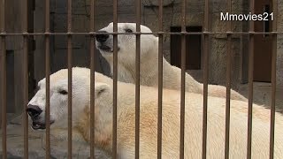 キャンディを起こしたいデナリ~Spoiled Polar Bear