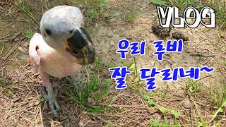 루비아가씨누드산책[관심대상앵무새루비] Gray parrot [K-parrot]