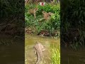 Buaya Menunggu dan Mengintai Jaguar yang Sedang Bertarung #animals #jaguar #crocodile