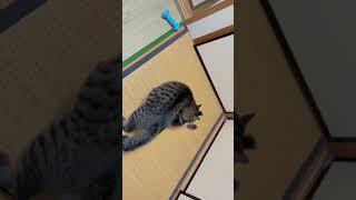 先住猫と新入り子猫❗️ これってケンカ❓ もしくは戯れてるだけ❓