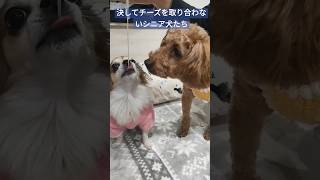 絶妙な距離感の2匹・・・ #トイプードル #シニア #dog #シニア犬 #犬のいる暮らし #チワワ