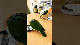 なぜかフタが苦手なシロハラインコ #インコ #シロハラインコ #birds #parrot