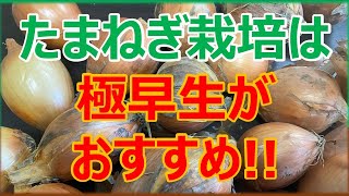 【家庭菜園】たまねぎは極早生品種が初心者にはおすすめ！