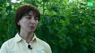პომიდვრის დაავადებები და ჰიგიენა