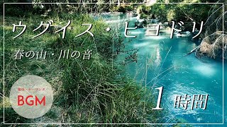 【ウグイス/鶯/ヒヨドリ/鳴き声/BGM/自然音】春の山・川の音【作業用BGM/勉強用BGM/仕事用BGM/睡眠用BGM/ASMR】集中力高める音楽 Japanese Warbler Bulbul