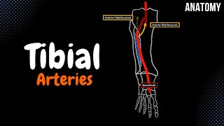 Tibial Arteries (Anterior \u0026 Posterior) - Course + Branches