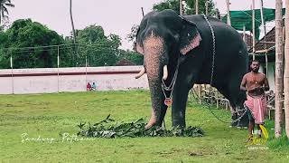 പാറമേക്കാവ് കാശിനാഥൻ | parammekkavu kashinadhan | kerala Elephant | koodalmanikyam irinjalakuda