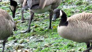 2011 06 14 Canada Geese grazing on the foreshore , Britannia Beach