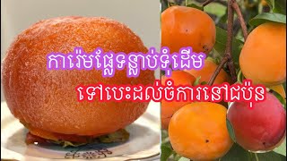 ផ្លែទន្លាប់ទុំដេីមជនជាតិជប៉ុនយកទៅធ្វេីការ៉េមឆ្ងាញ់អស្ចារ្យ persimmon sherbet in Japan | sherbet