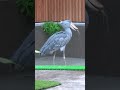 池の水おいしい〜♫🌺 ハシビロコウふたば🌱drinking water in the pond★shoebill futaba★ shorts