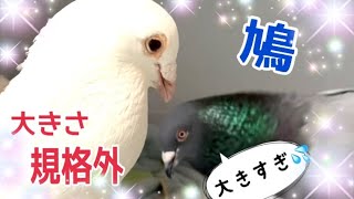 仲が良くても喧嘩する‼規格外の大きな鳩2022/5/7撮影KUPPI the Crow