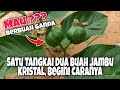 Jambu Kristal Dalam Pot Berbuah Ganda, Khusus Untuk Tabulampot Jambu Kristal