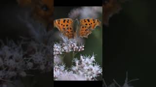 【33倍ウルトラスロー動画】翅の微毛が揺れる　キタテハの優雅な飛翔【Photron FASTCAM SA2】　#slowmotion  #butterfly