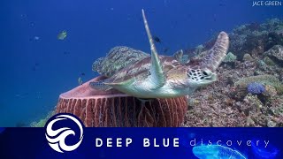 The complete life cycle of a sea turtle - documentary