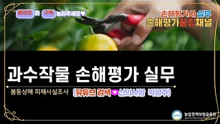 2177. 손해평가사 실무, 과수작물 손해평가 실무_봄동상해 피해사실조사, '구독' 꾹♡좋아요~♧